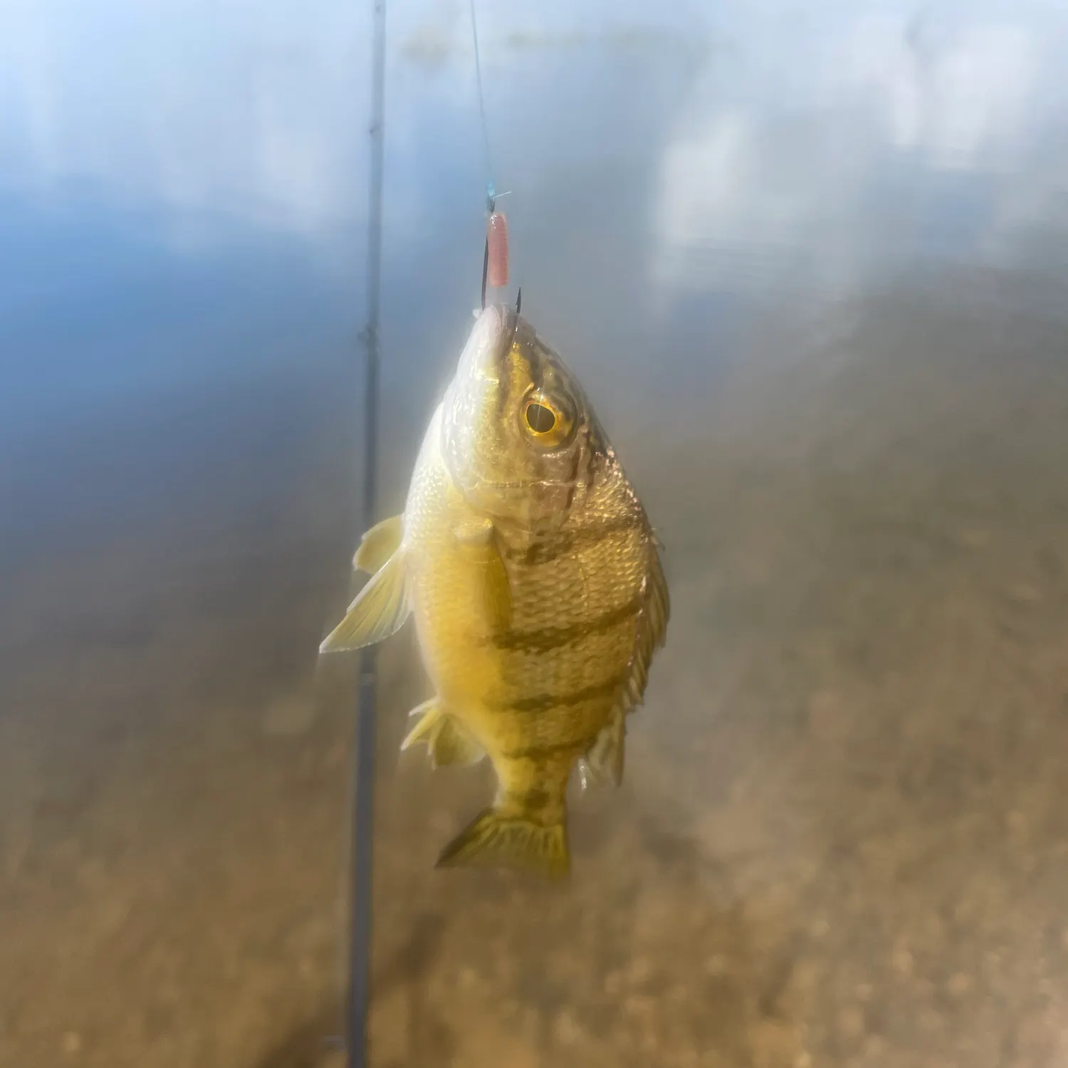 The most recent Sooty grunter catches on Fishbrain