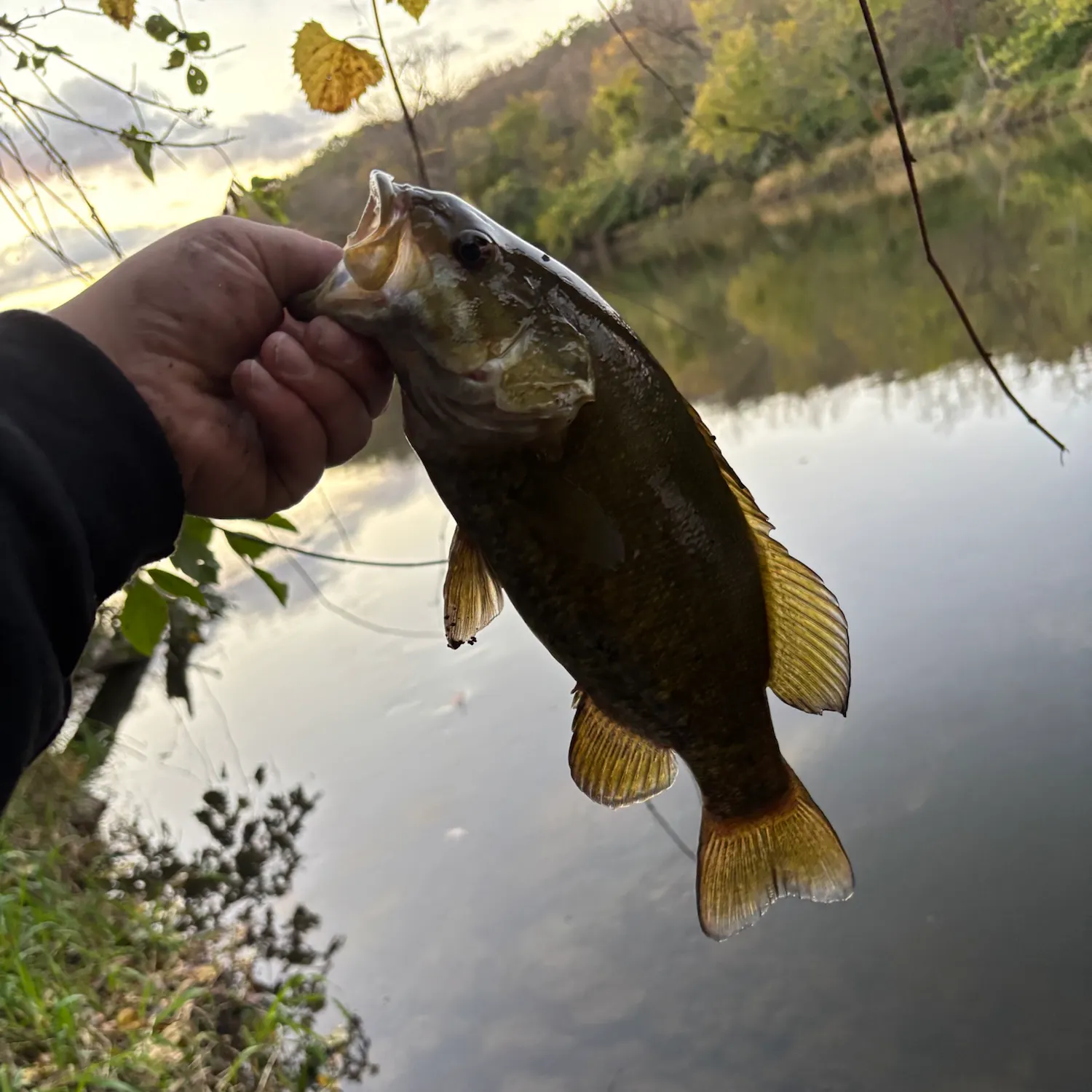Smallmouth bass caught on Fishbrain