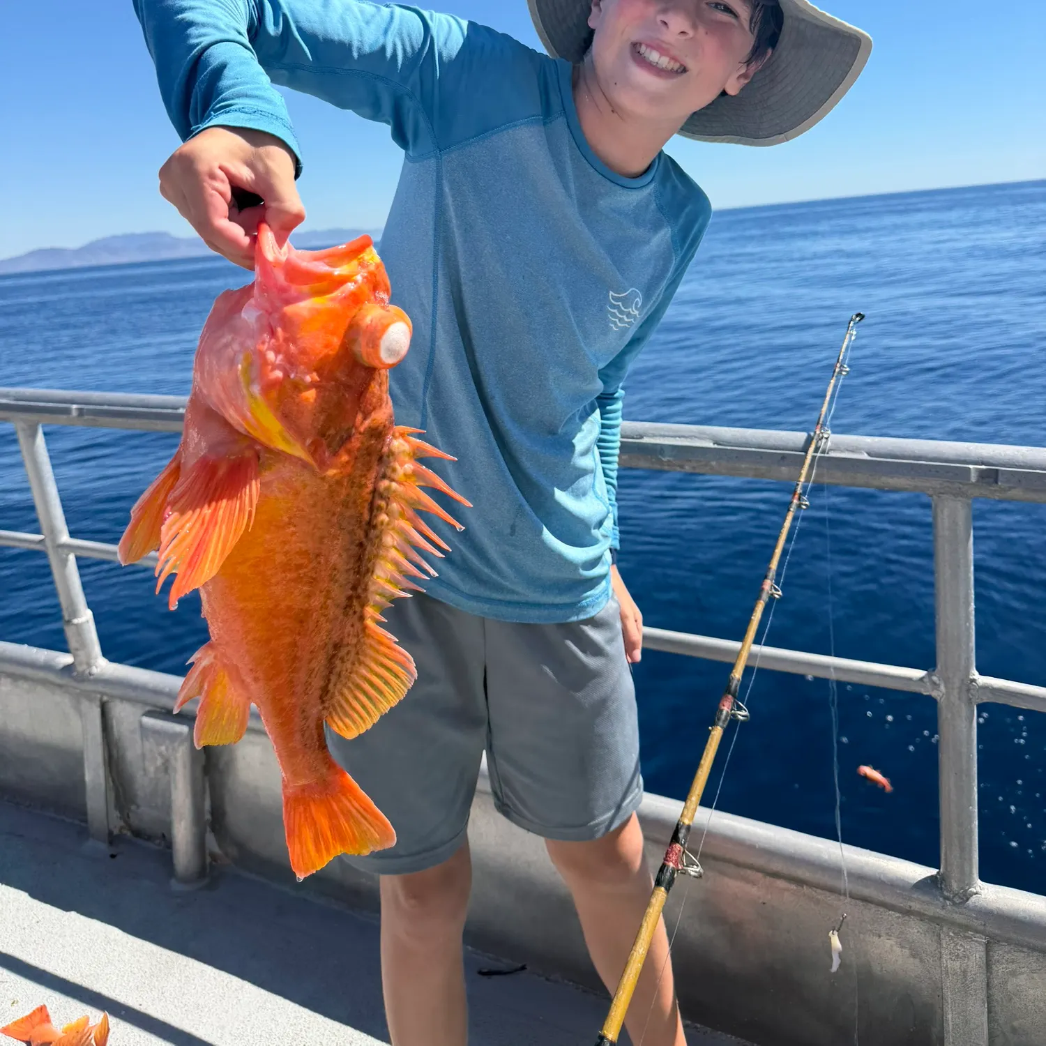 Vermilion rockfish caught on Fishbrain