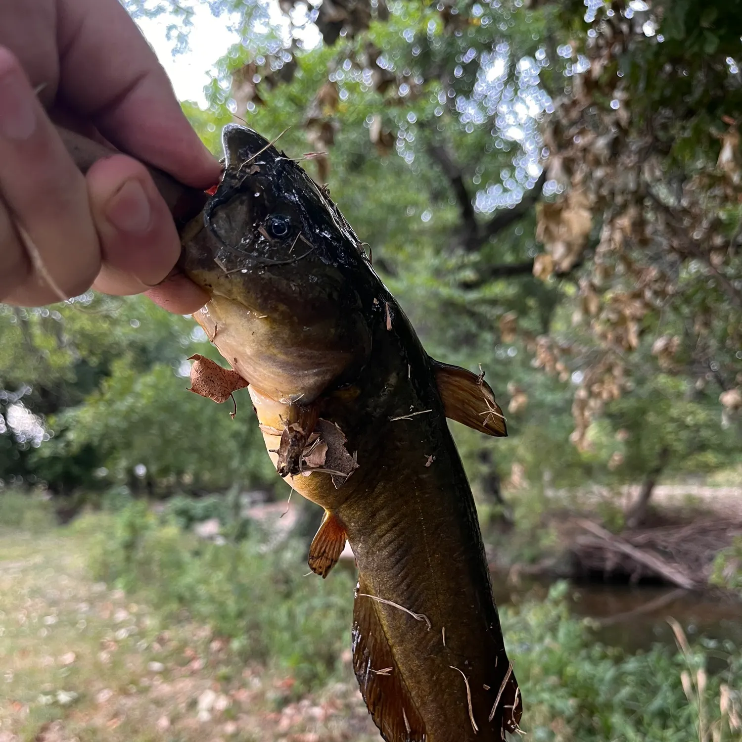 Black bullhead caught on Fishbrain