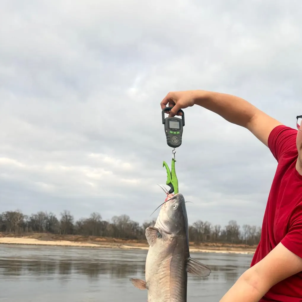 The most recent Blue catfish catches on Fishbrain