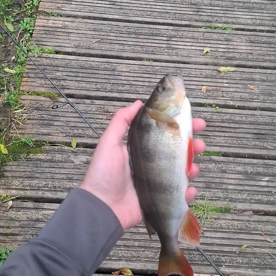European perch caught on Fishbrain