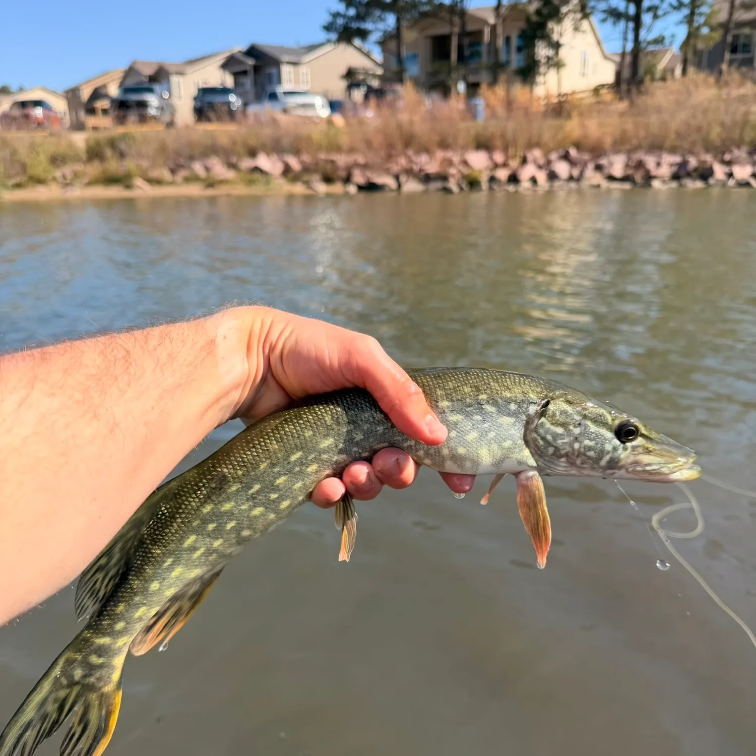 Northern pike caught on Fishbrain