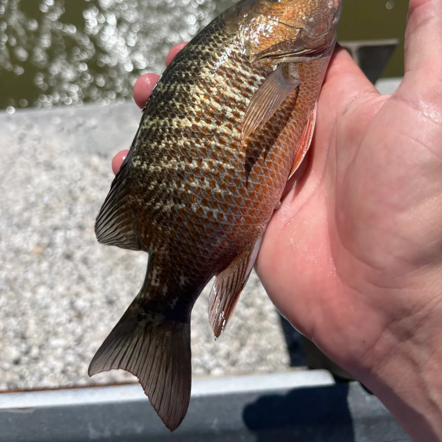 Mangrove snapper caught on Fishbrain