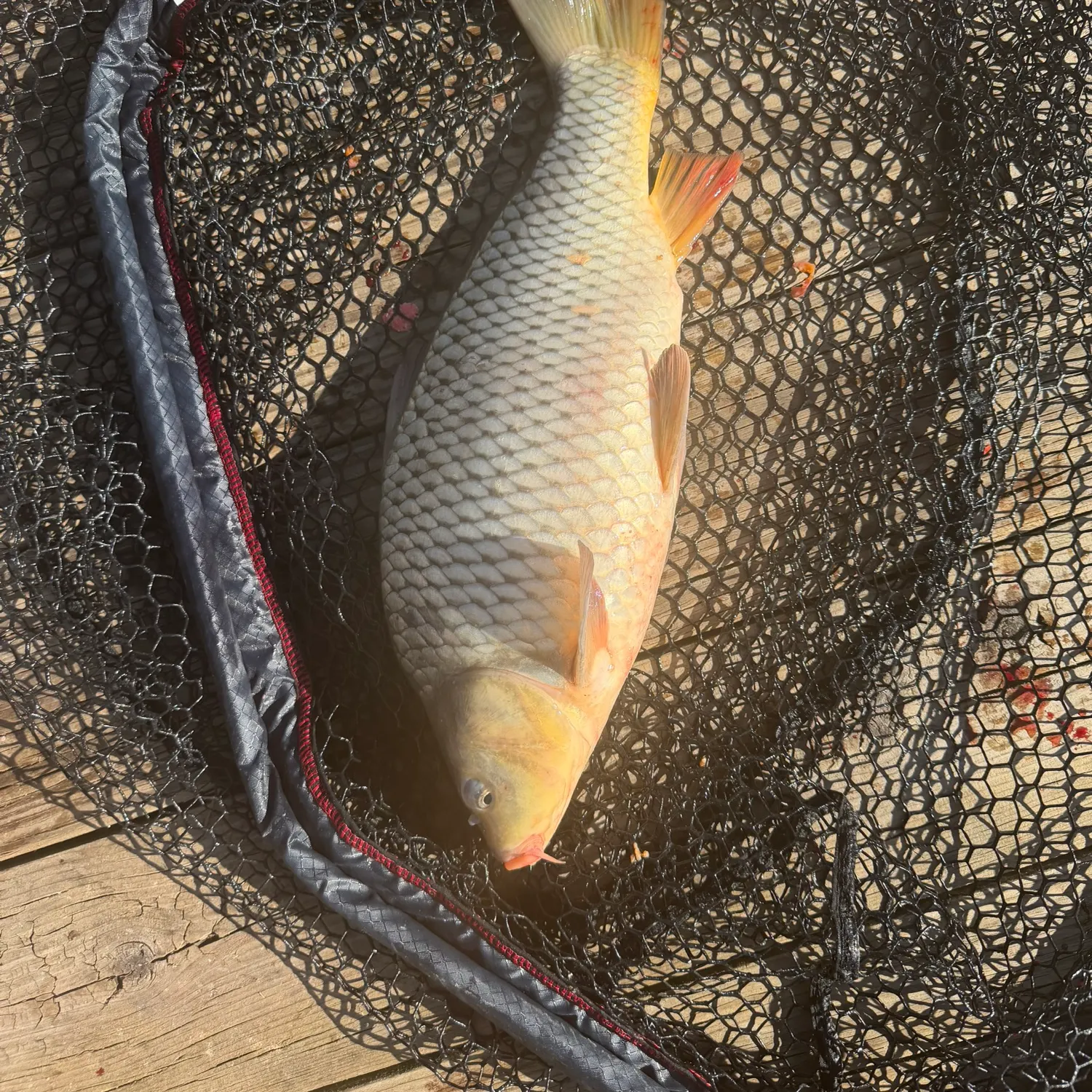Common carp caught on Fishbrain
