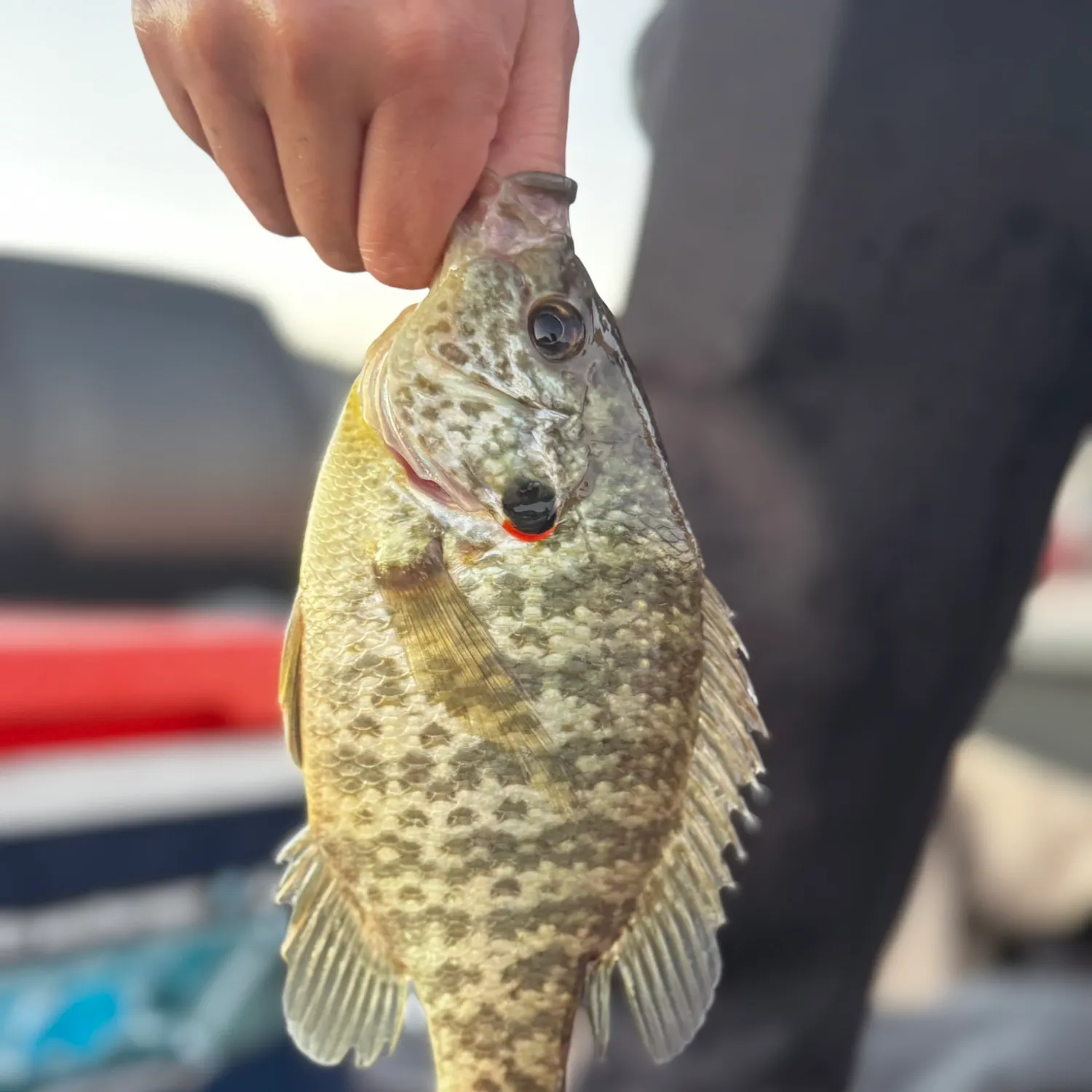 The most recent Redear sunfish catches on Fishbrain