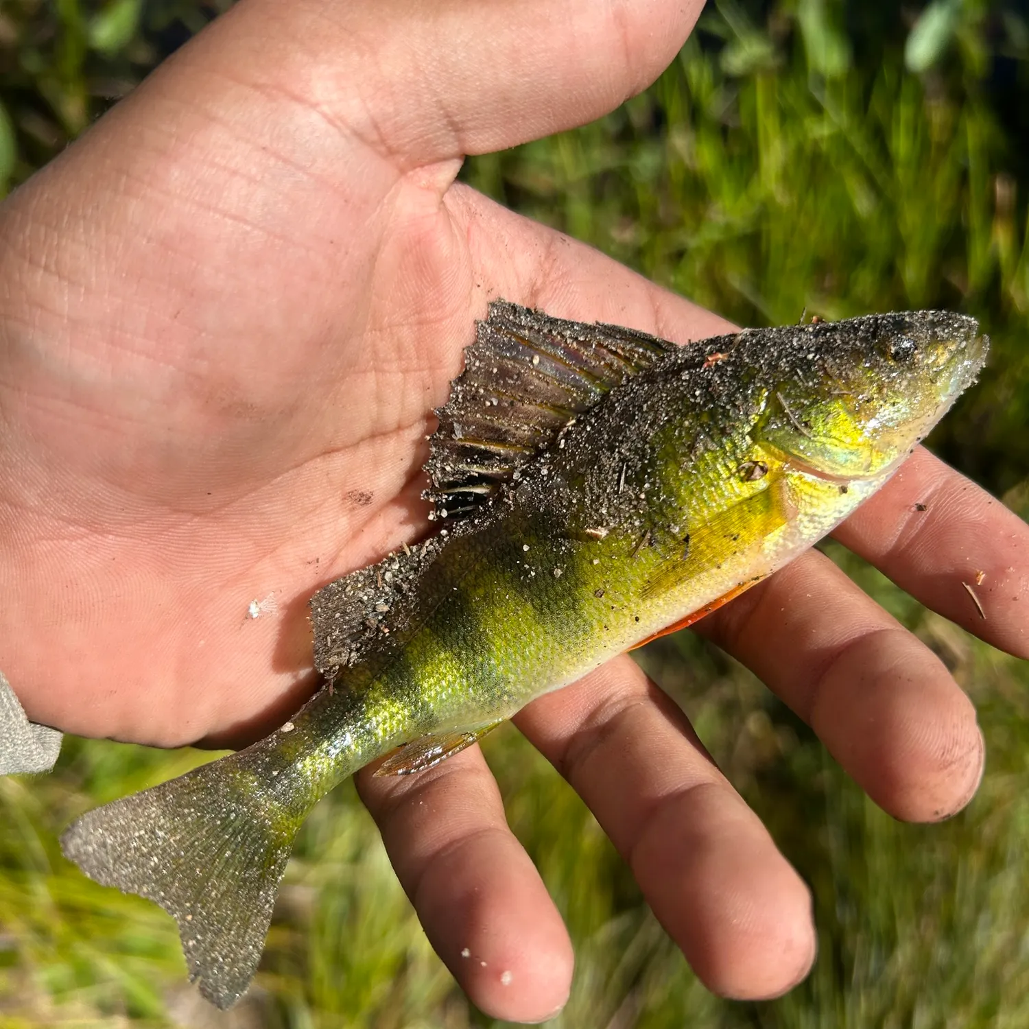 Yellow perch caught on Fishbrain