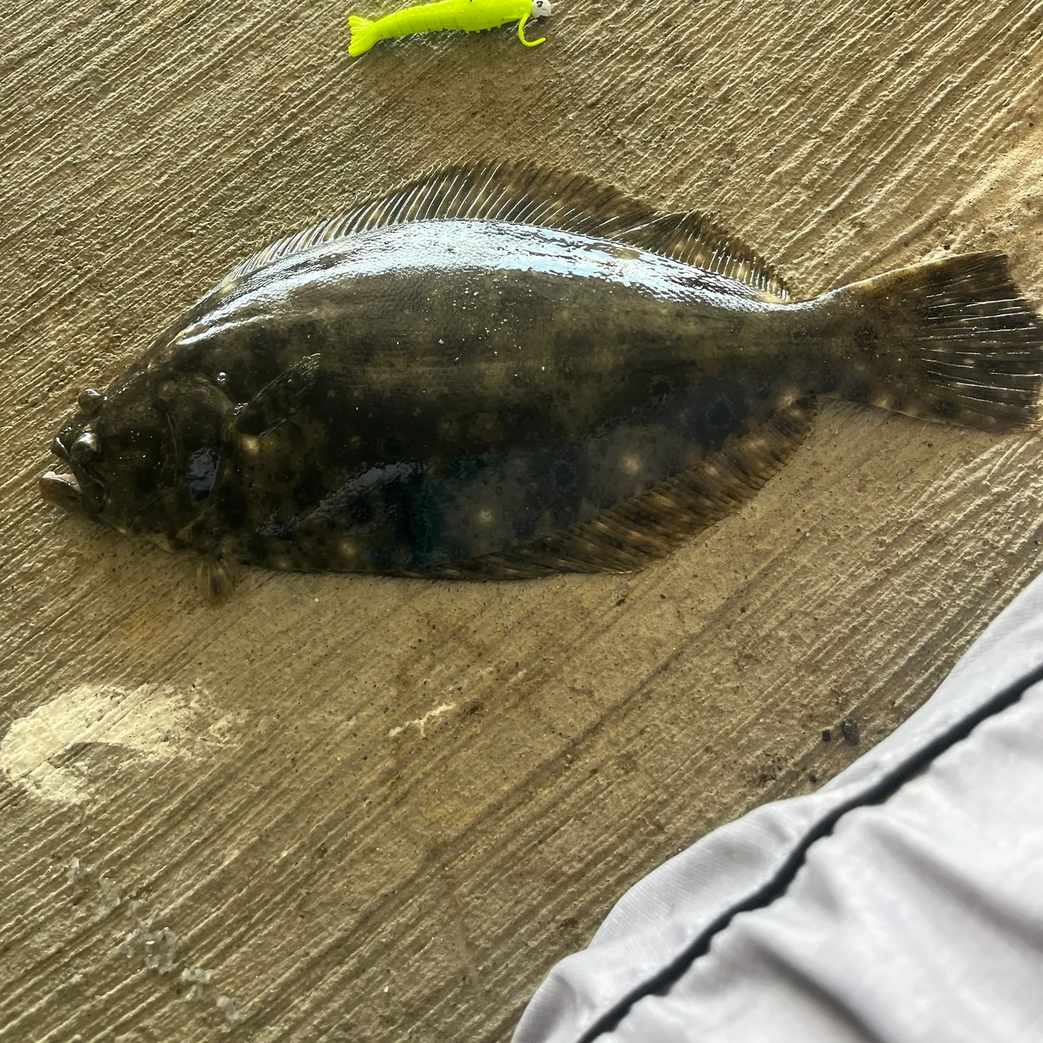 Summer flounder caught on Fishbrain