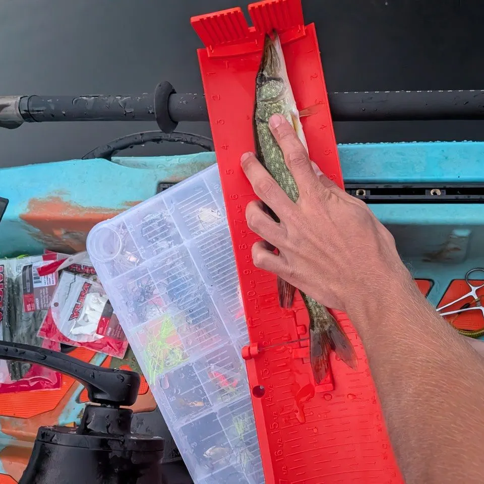 Chain pickerel caught on Fishbrain