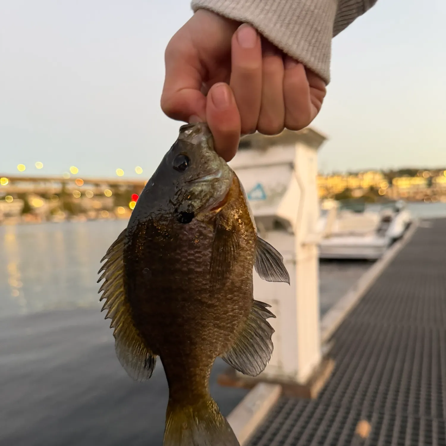 catch