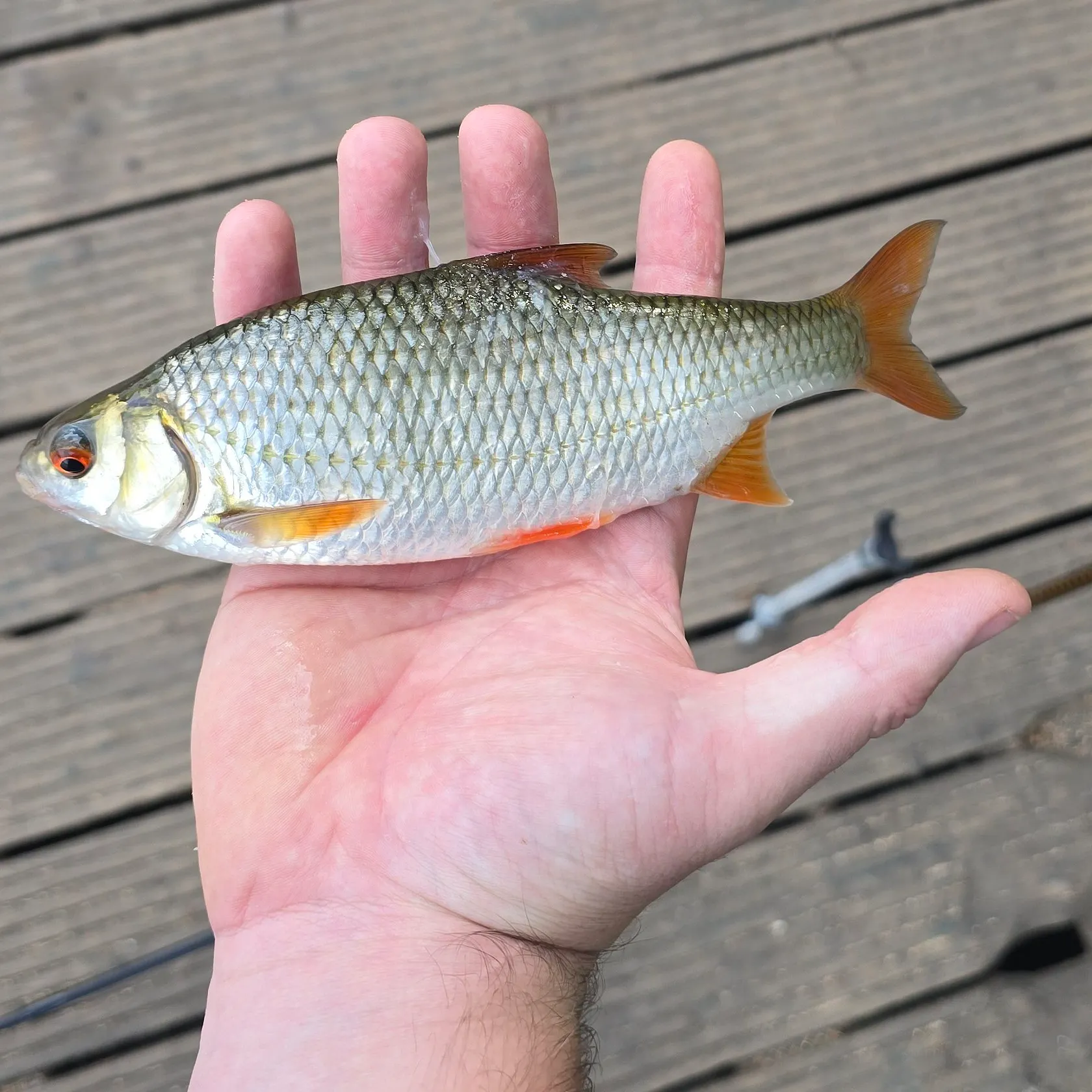 Common roach caught on Fishbrain