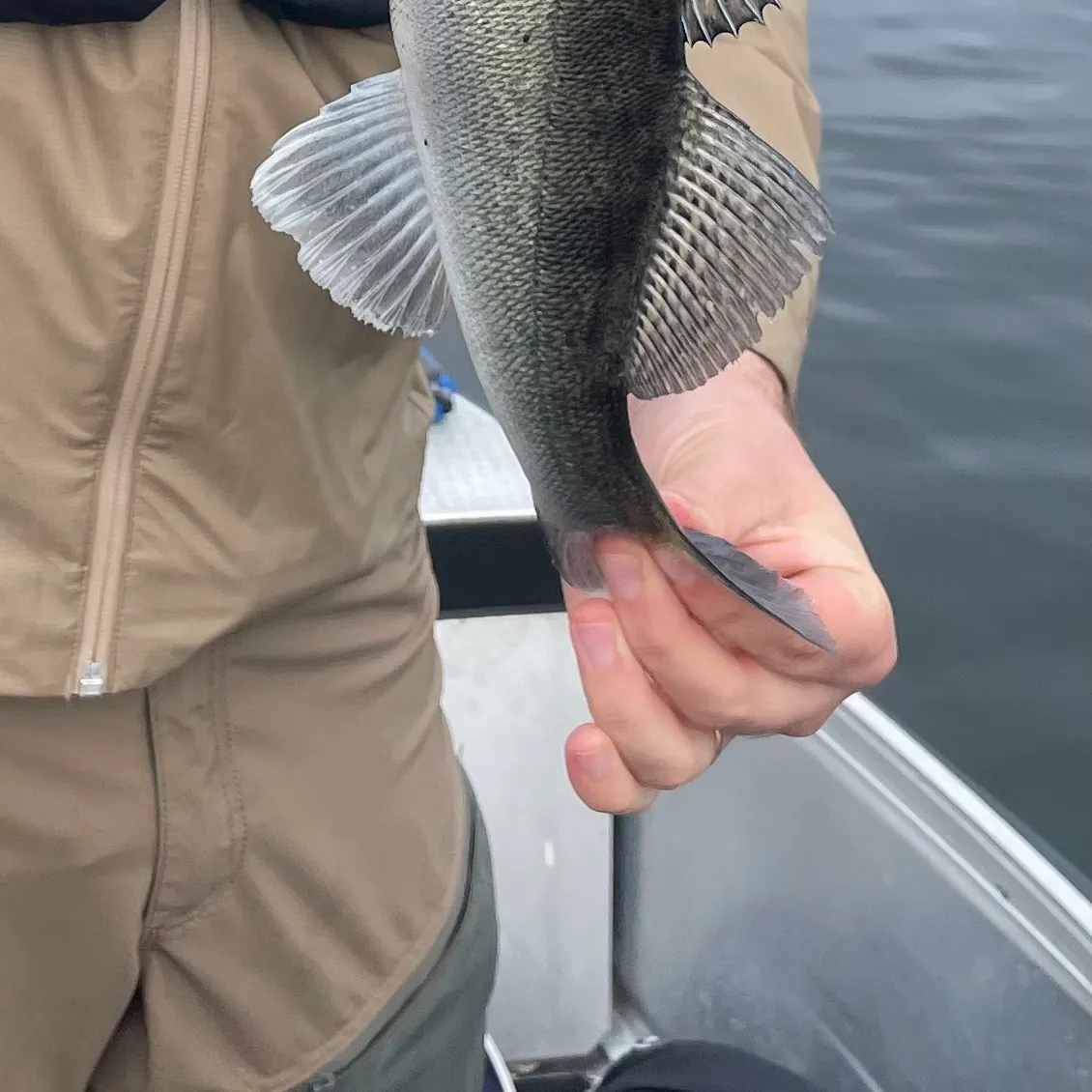 Zander caught on Fishbrain