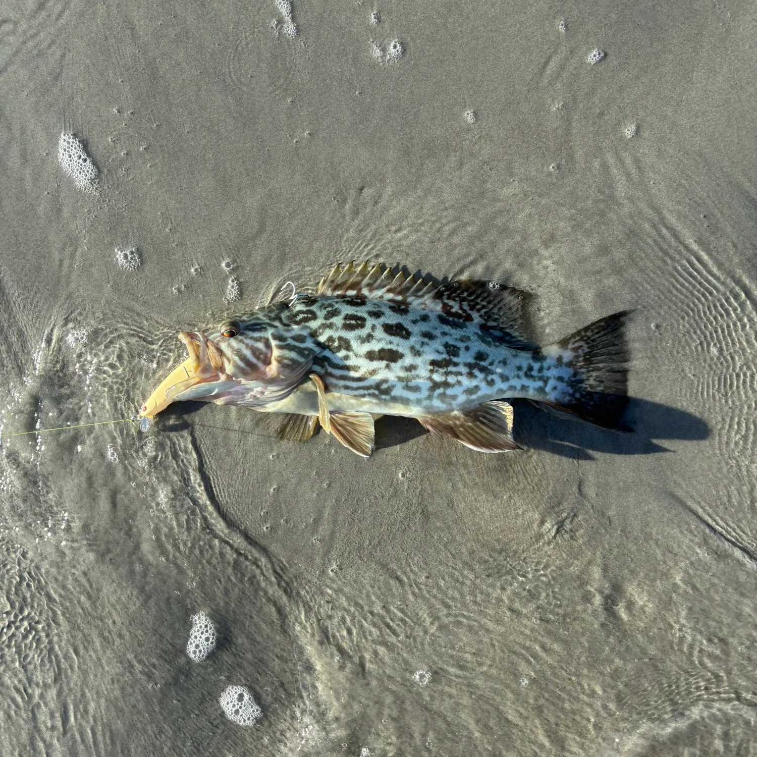 The most recent Broomtail grouper catches on Fishbrain