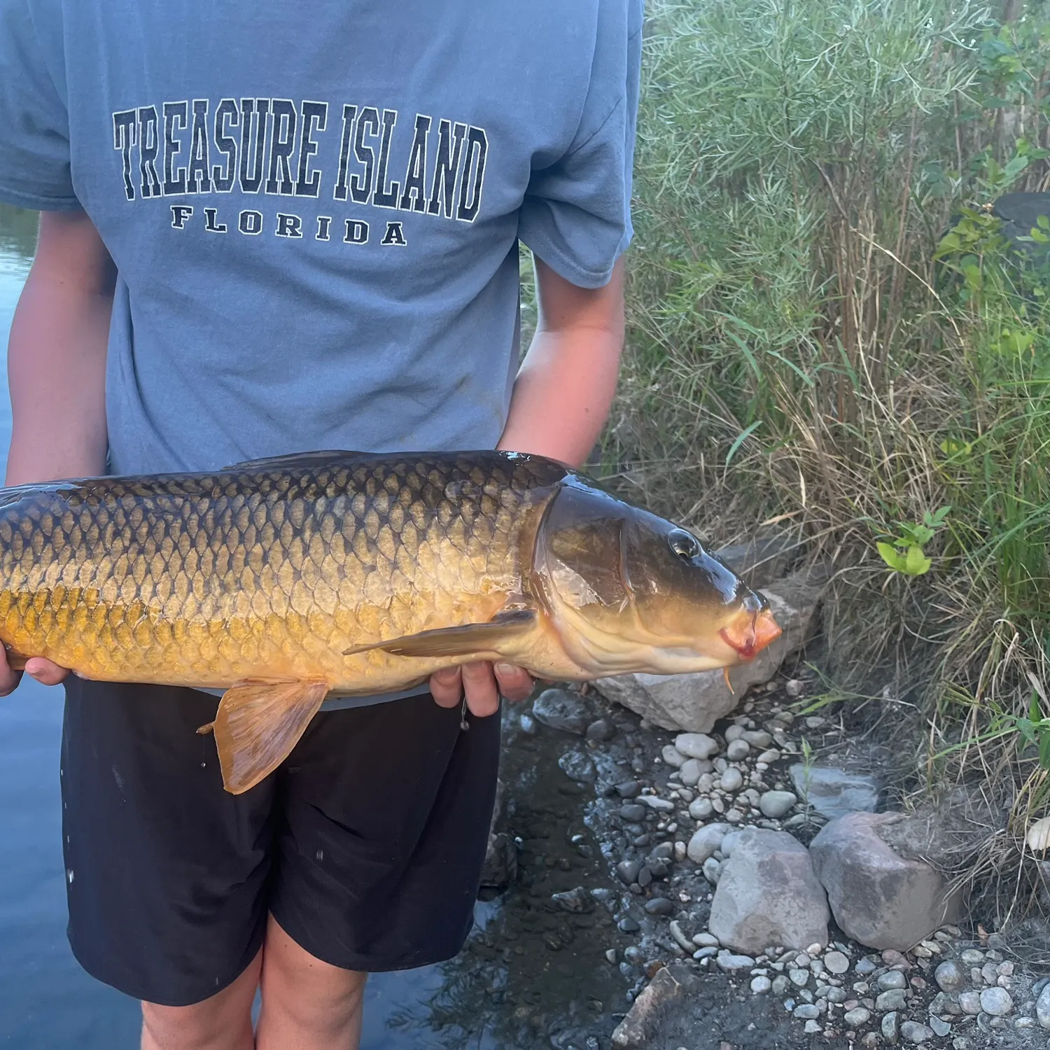 Common carp caught on Fishbrain
