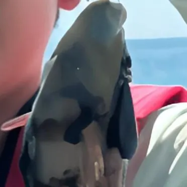 The most recent Tripletail wrasse catches on Fishbrain