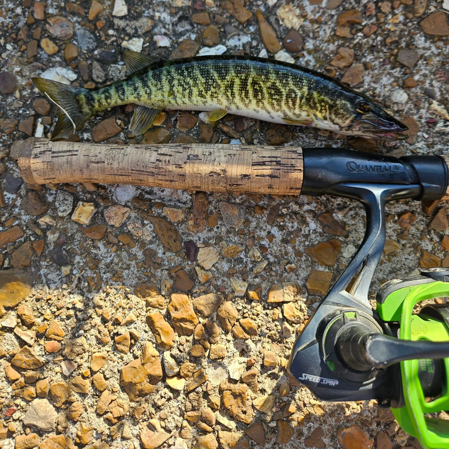 Grass pickerel caught on Fishbrain