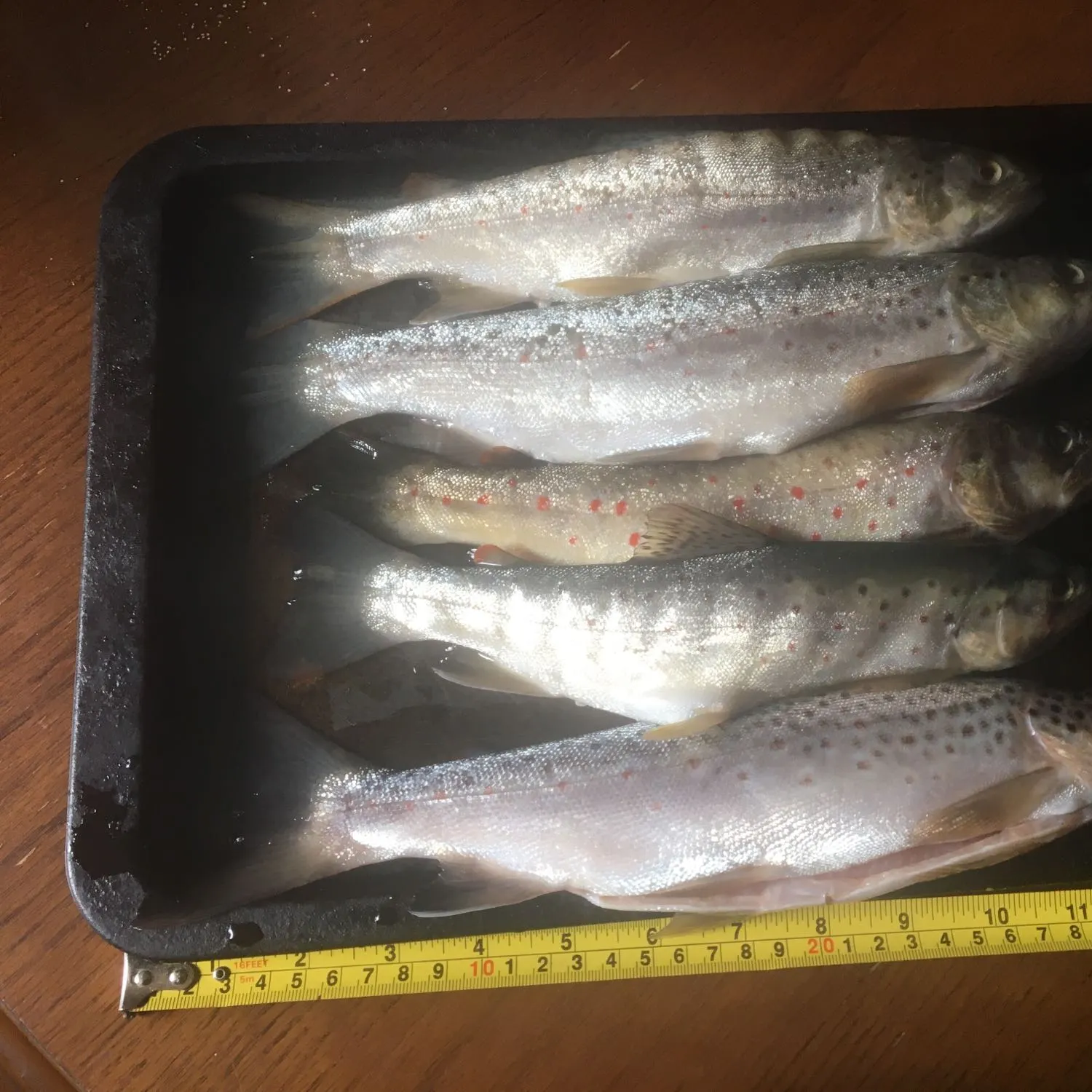 recently logged catches