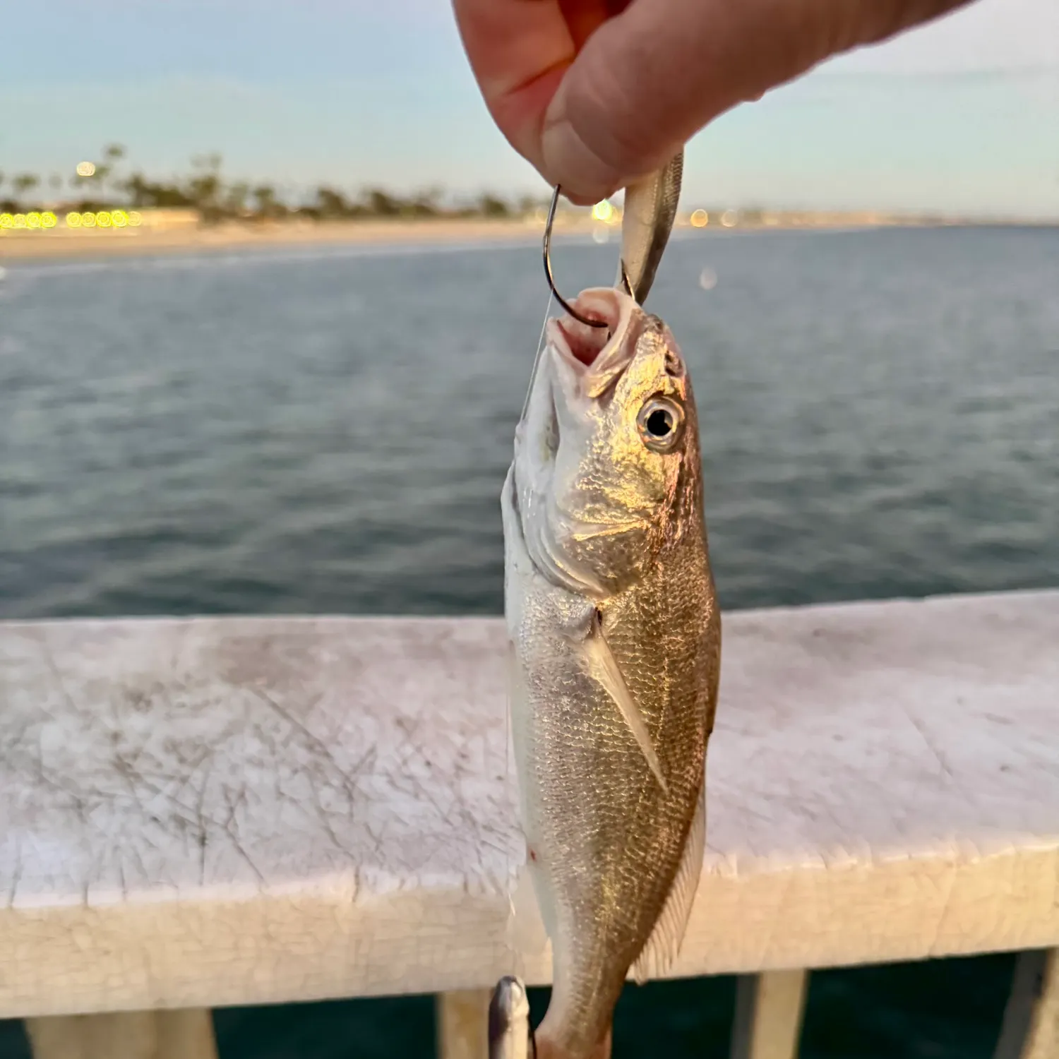The most recent White croaker catches on Fishbrain