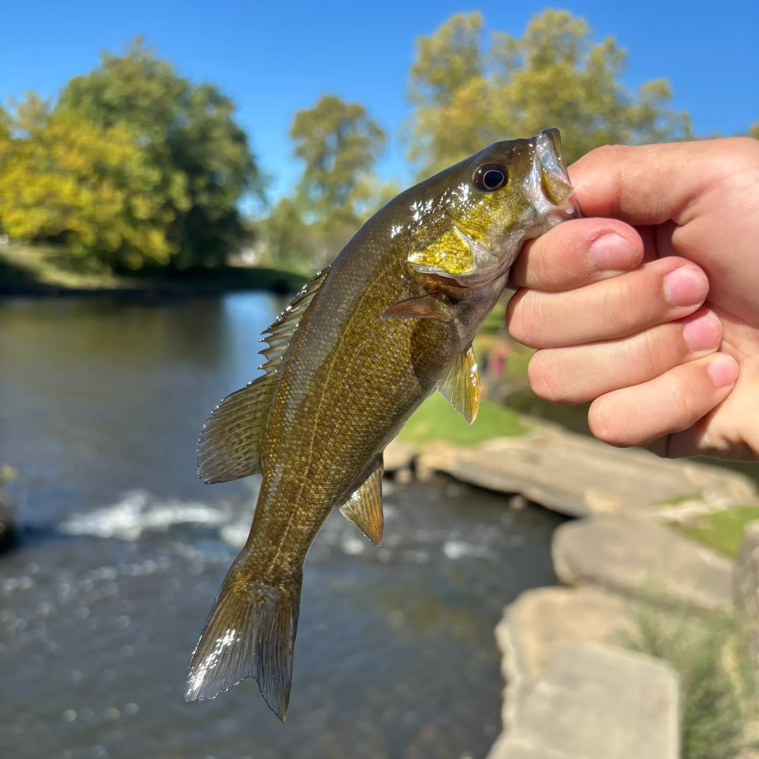 Smallmouth bass caught on Fishbrain