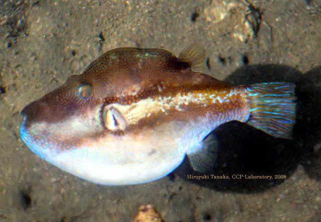 Brown-lined puffer