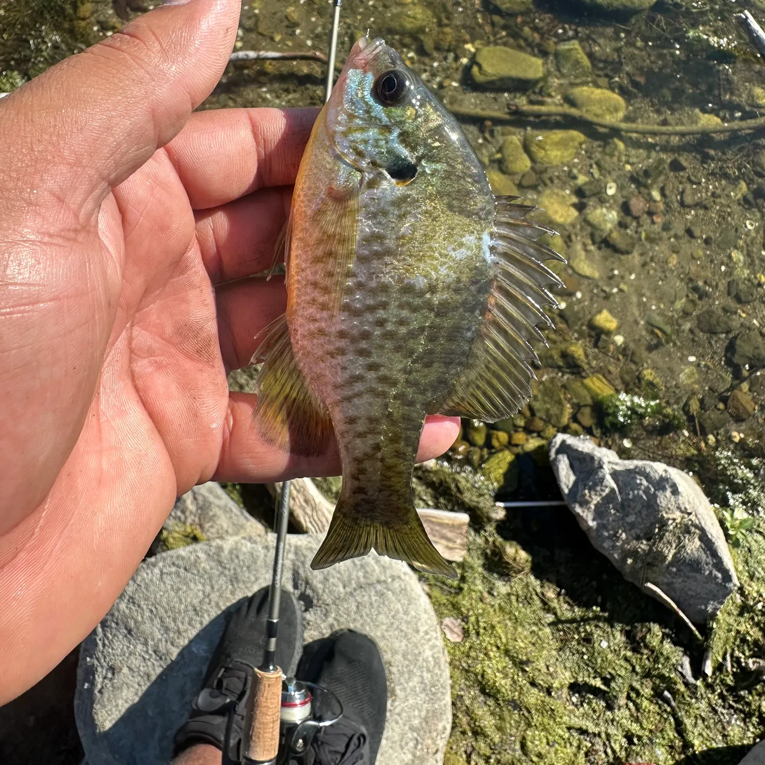 The most recent Tule perch catches on Fishbrain