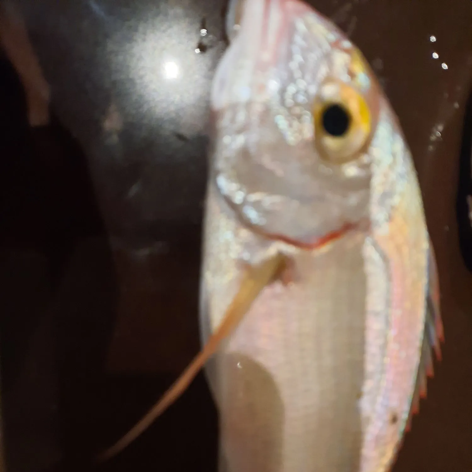 The most recent Common pandora catches on Fishbrain