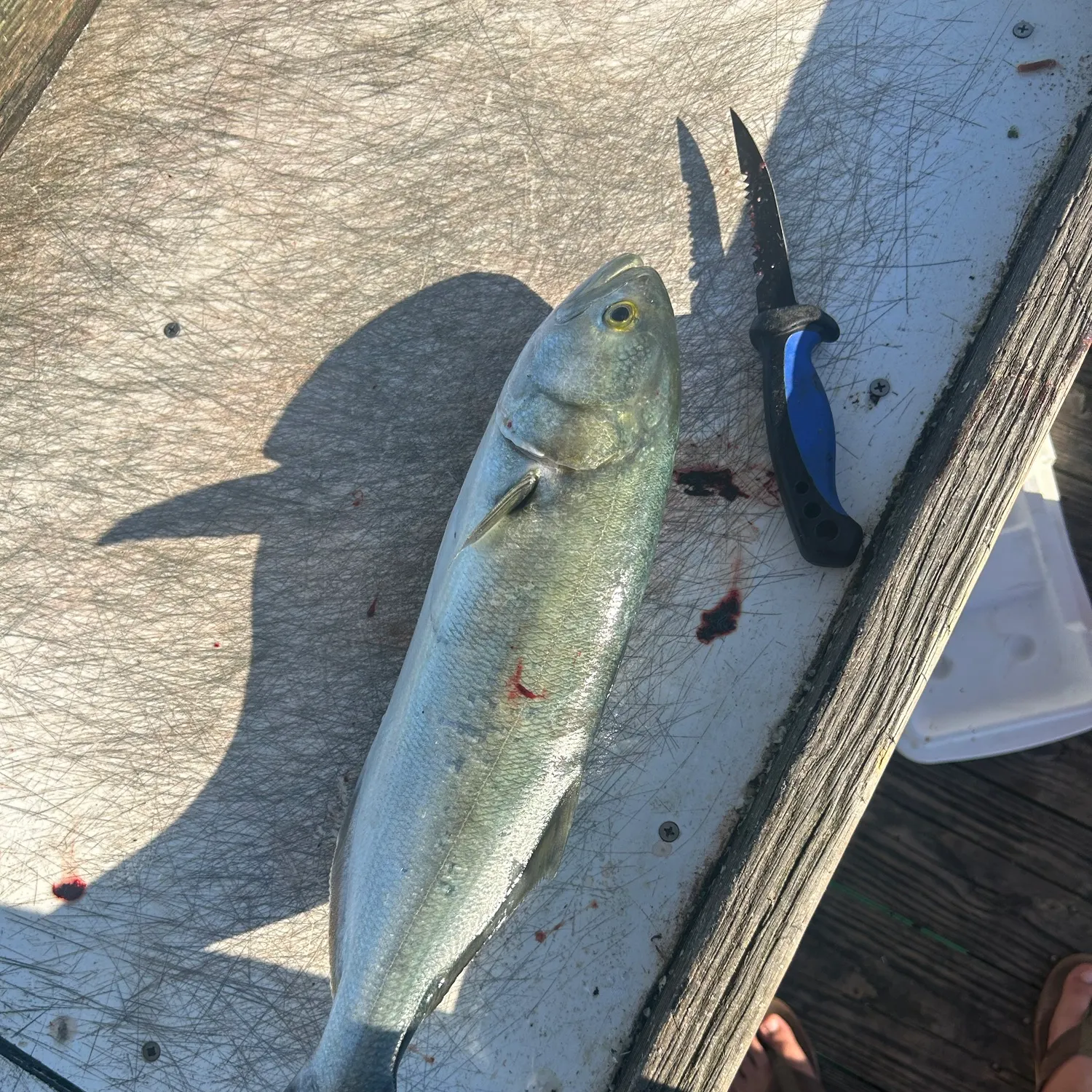 Bluefish caught on Fishbrain
