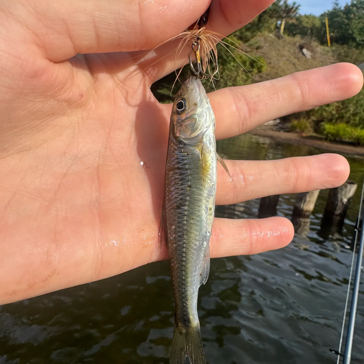 Striped shiner caught on Fishbrain