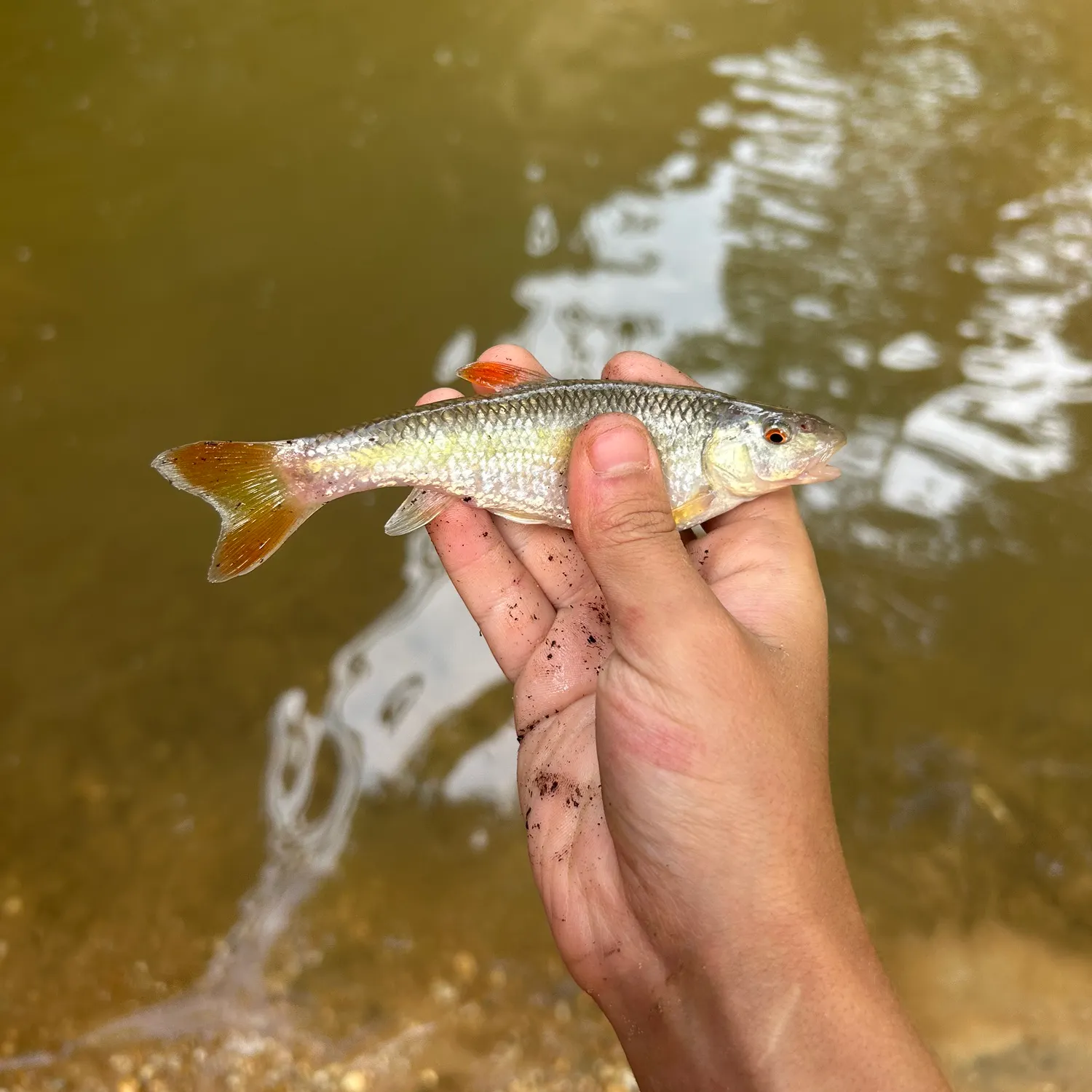 The most recent Redtail chub catches on Fishbrain