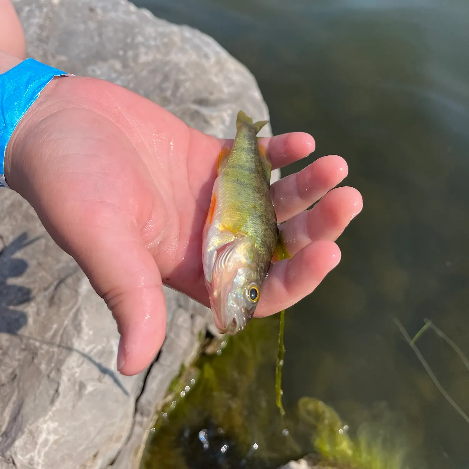 Yellow perch caught on Fishbrain
