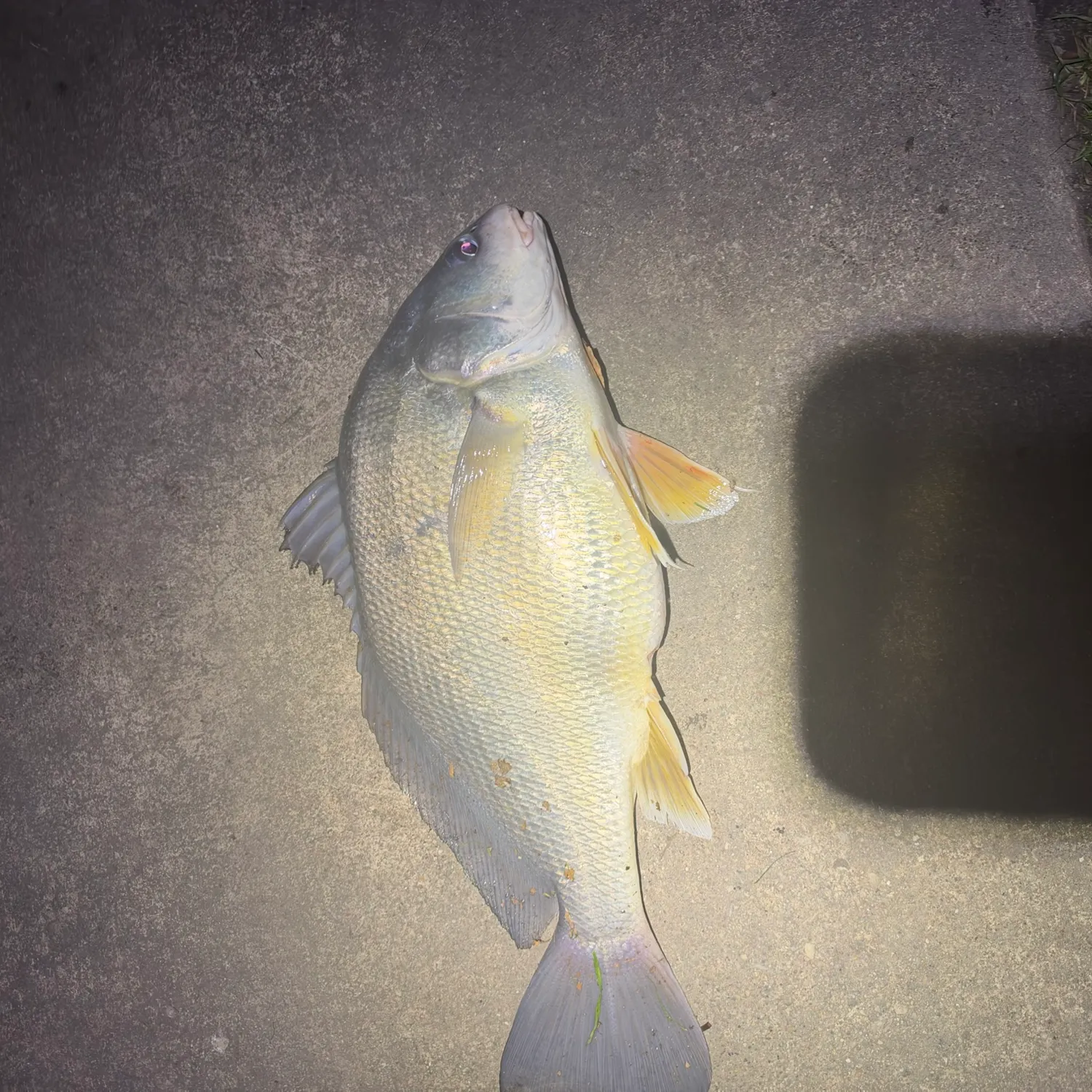 Freshwater drum caught on Fishbrain