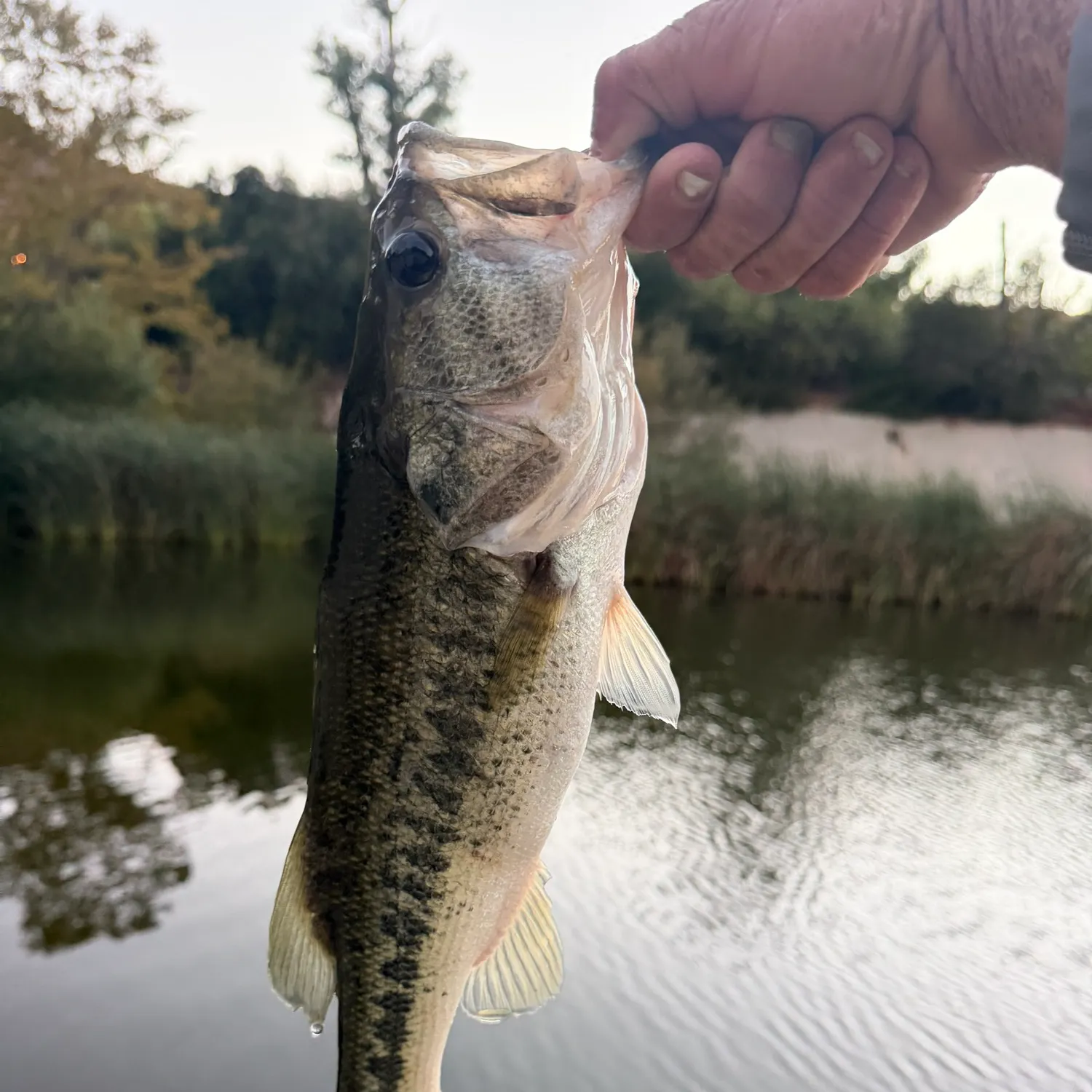 Spotted bass caught on Fishbrain