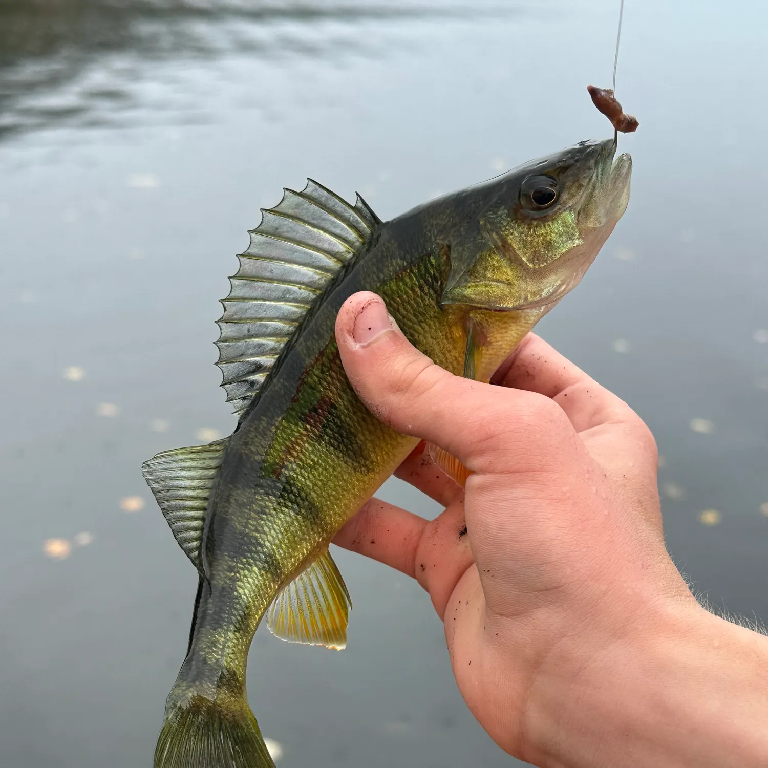 Yellow perch caught on Fishbrain