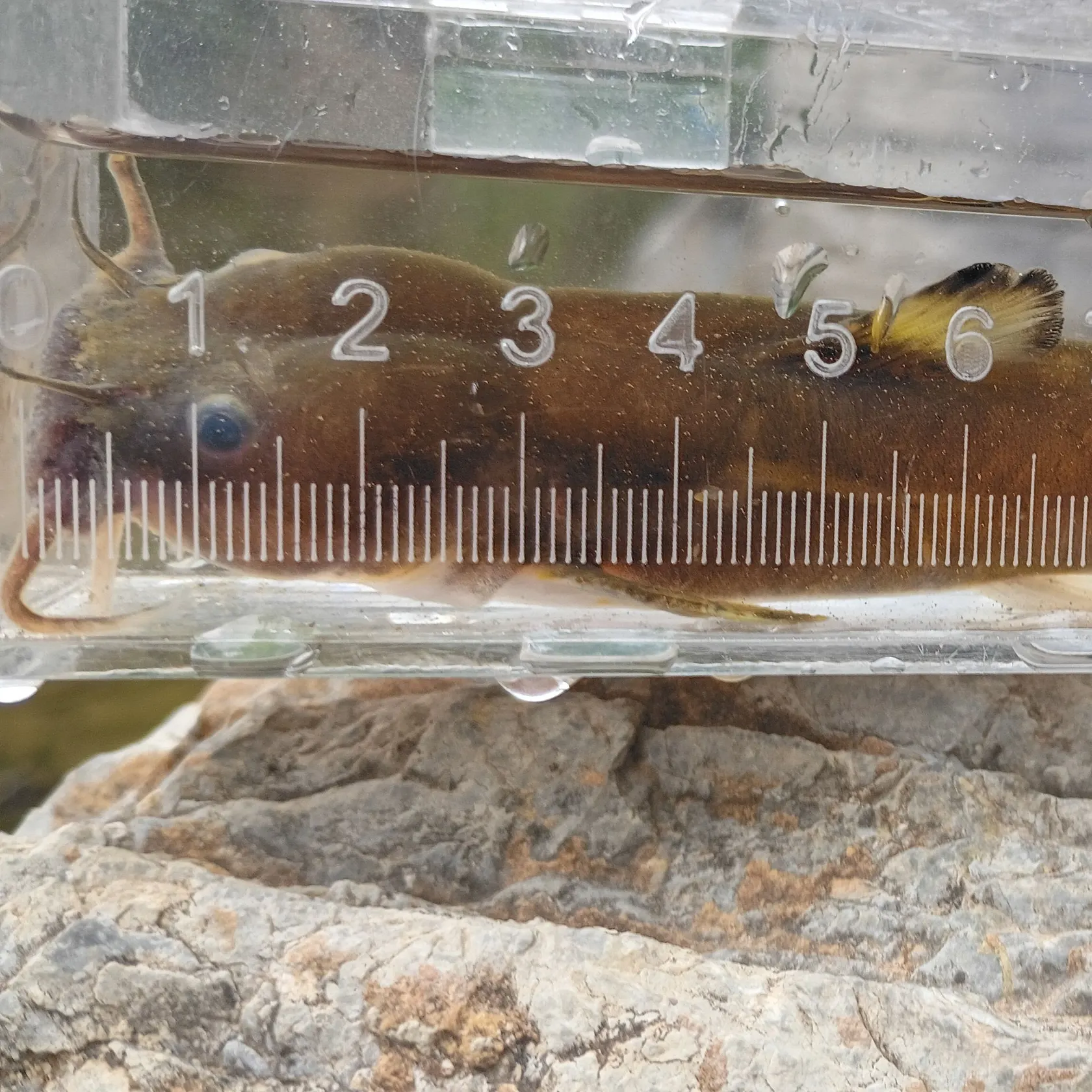 The most recent Margined madtom catches on Fishbrain