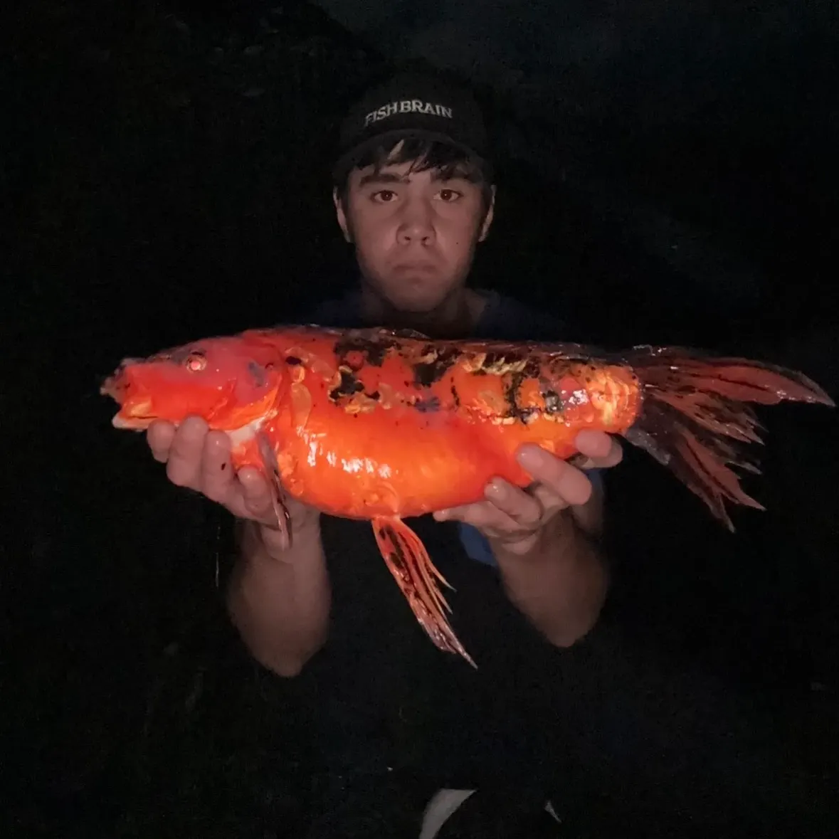 The most recent Koi carp catches on Fishbrain