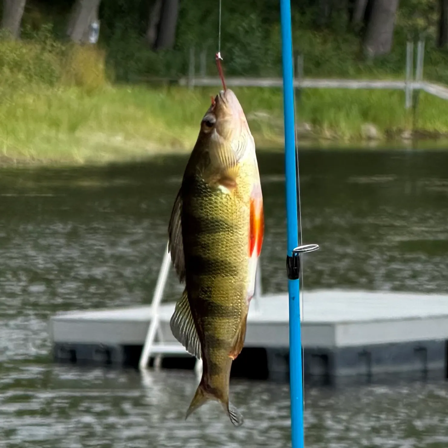 Yellow perch caught on Fishbrain
