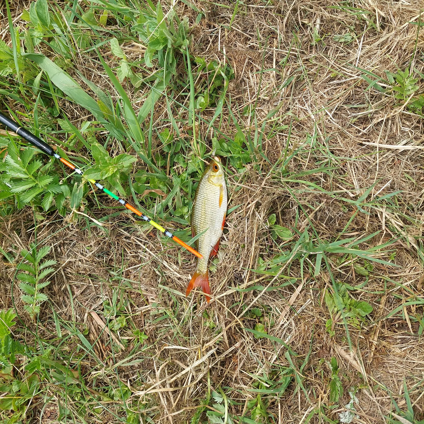 The most recent Common rudd catches on Fishbrain