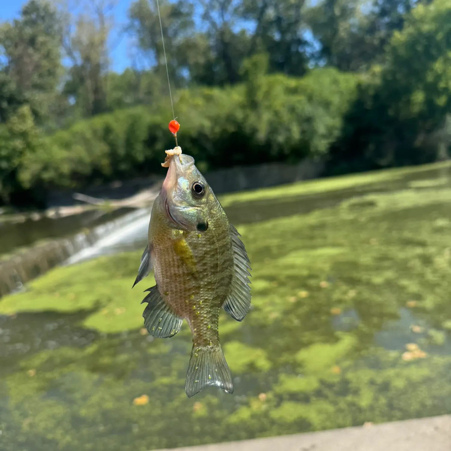 Bluegill caught on Fishbrain