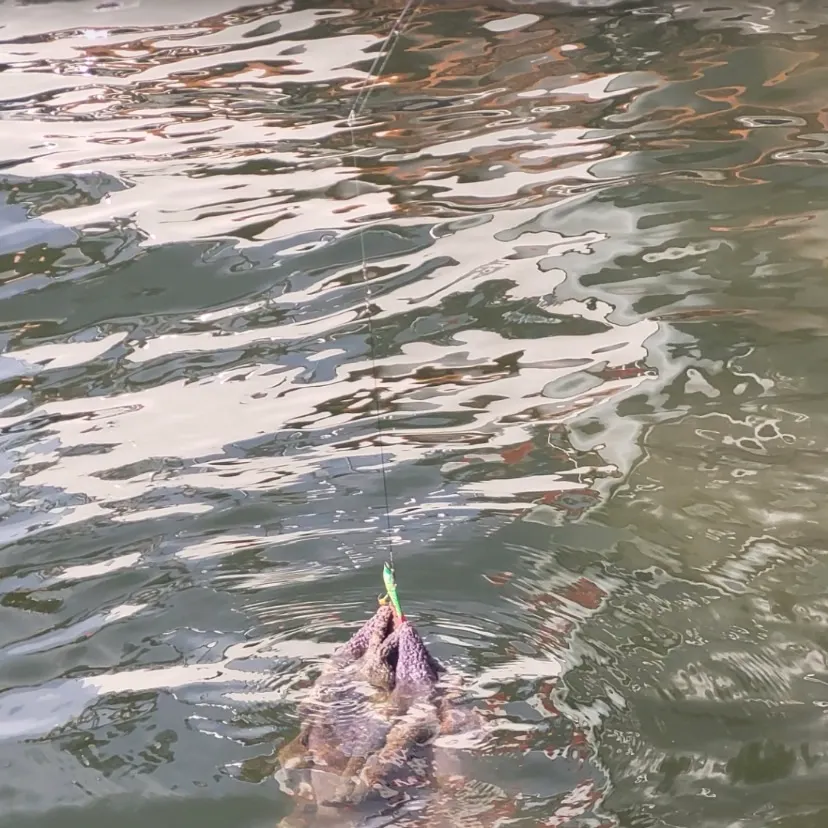 Chinook salmon caught on Fishbrain
