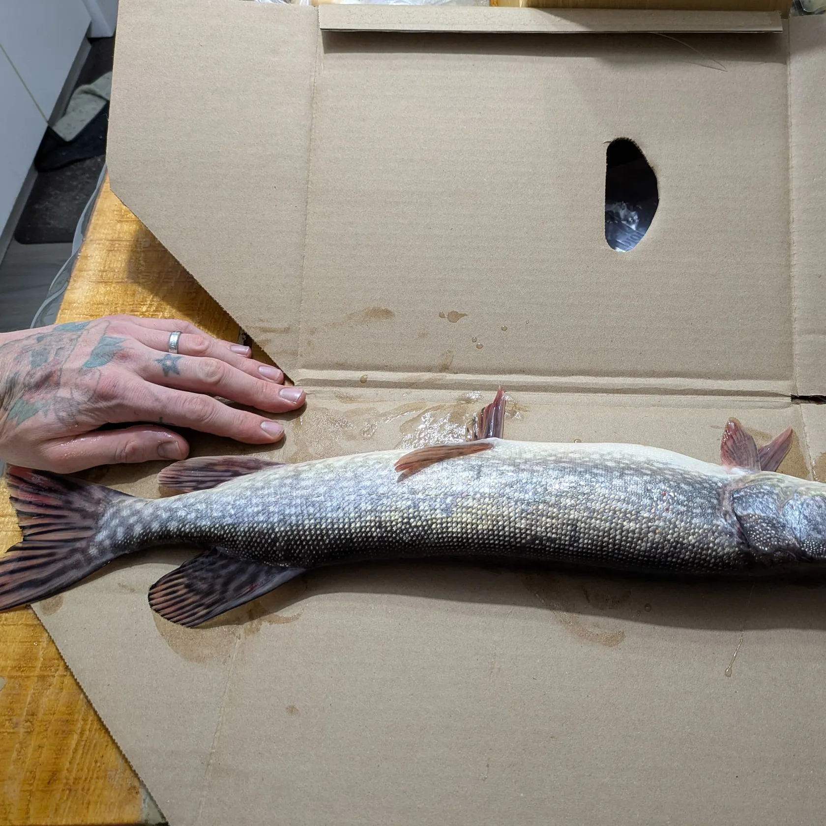 recently logged catches