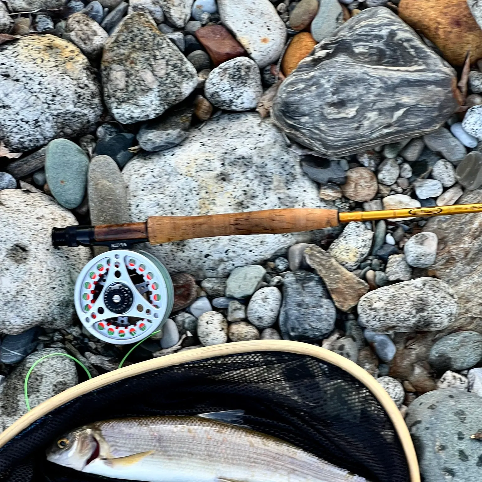 The most recent Mountain whitefish catches on Fishbrain