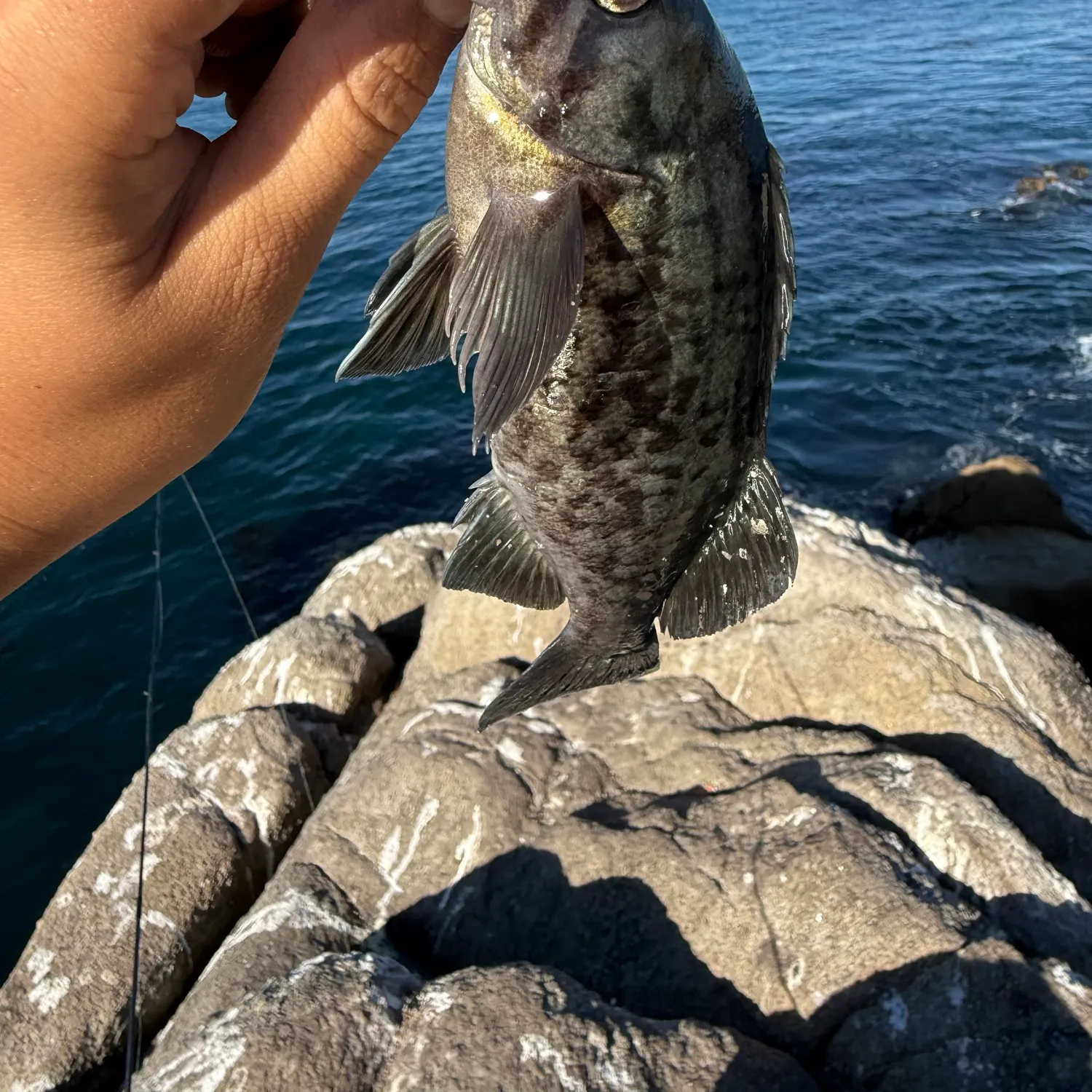 Blue rockfish caught on Fishbrain