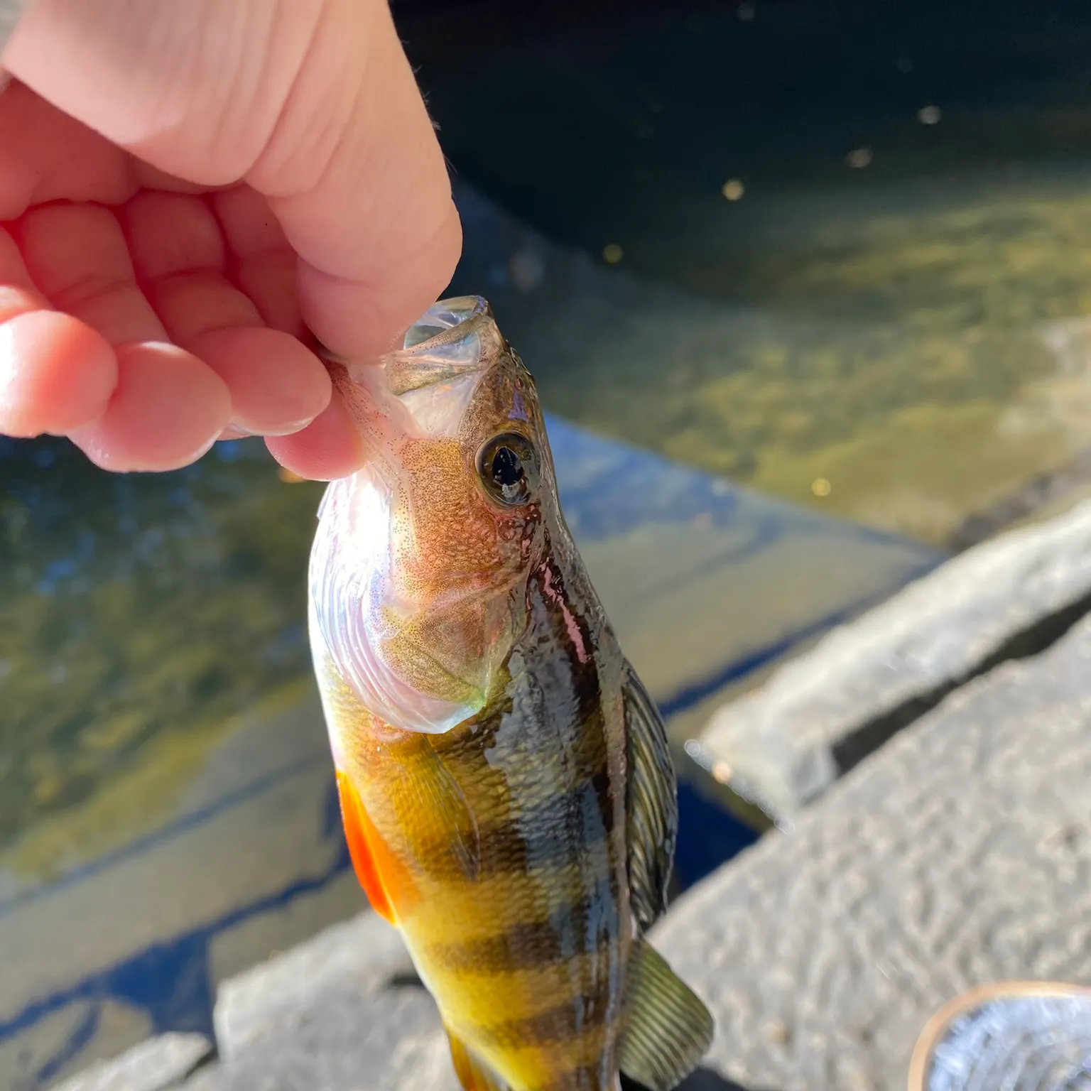 Yellow perch caught on Fishbrain