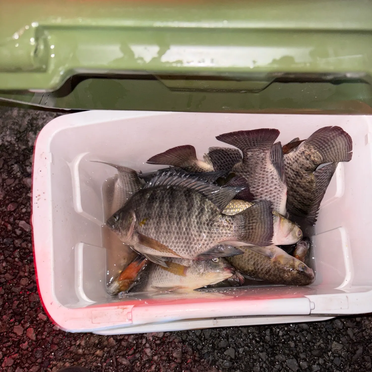 recently logged catches