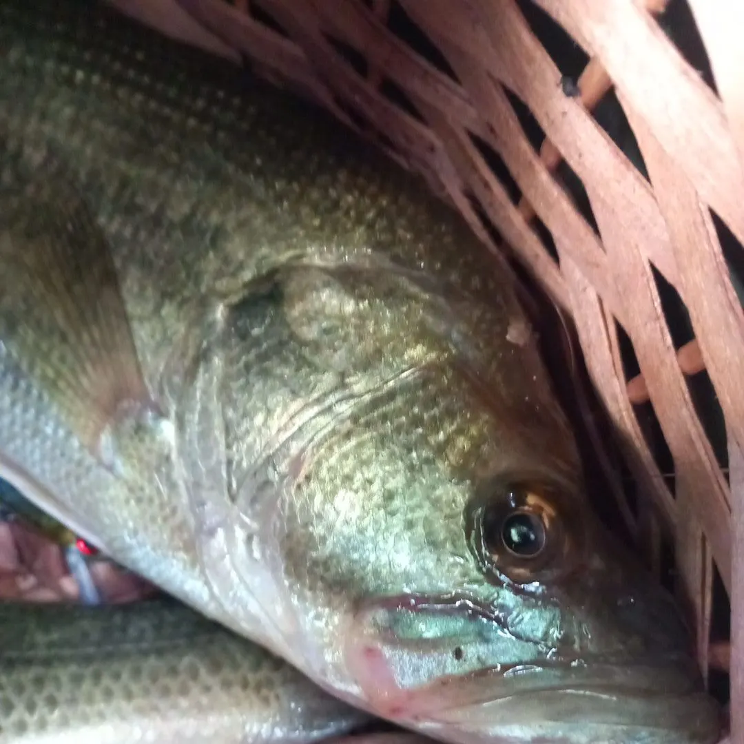 Fish caught on Fishbrain