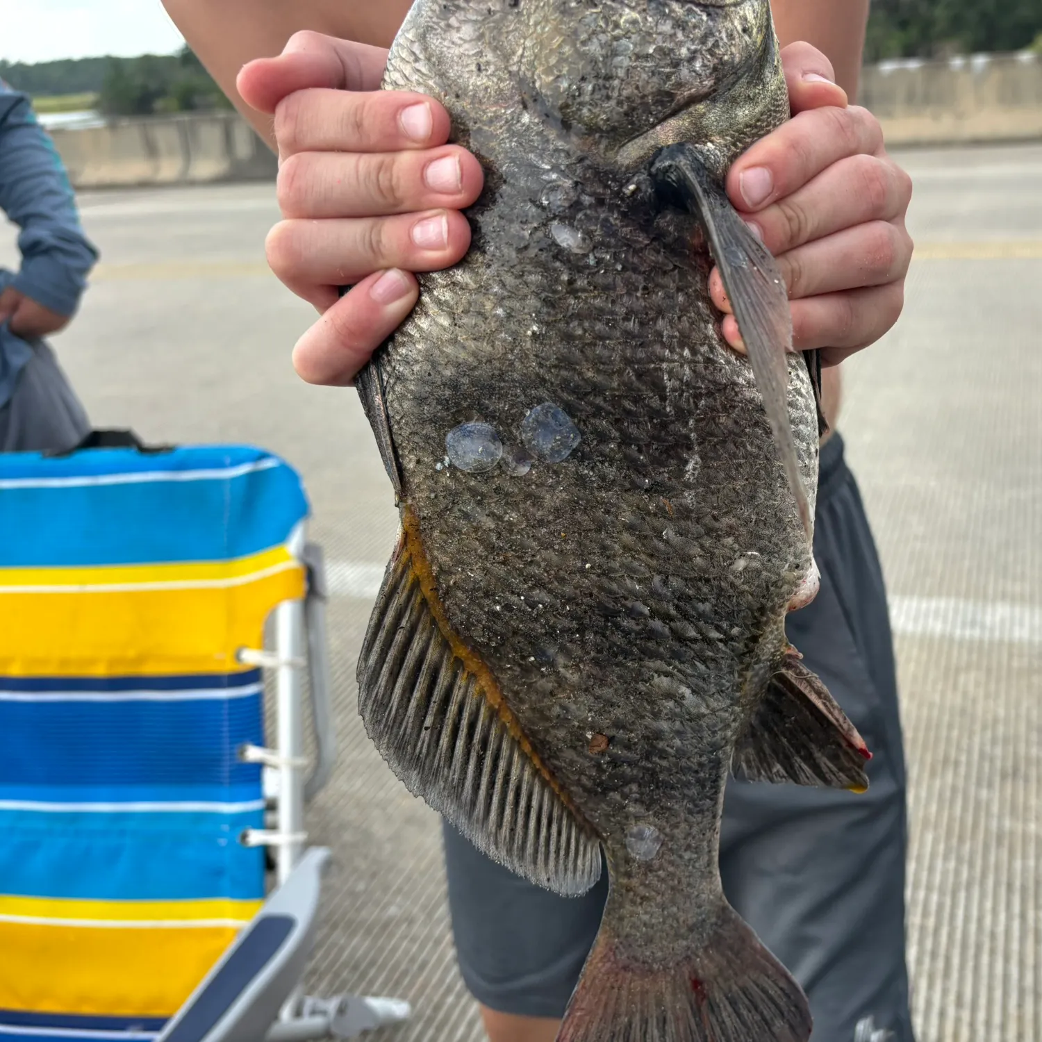 Black drum caught on Fishbrain