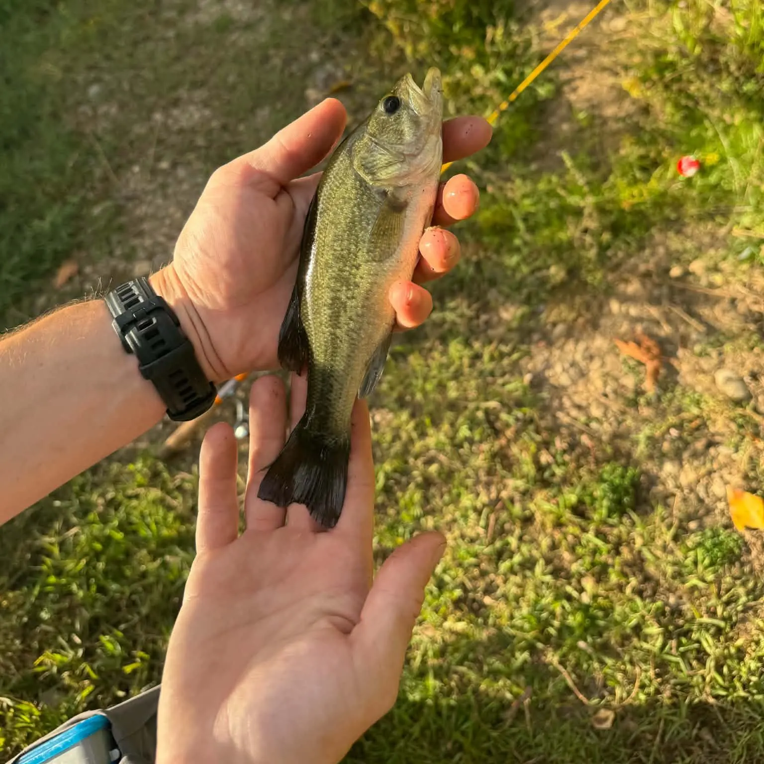 Smallmouth bass caught on Fishbrain