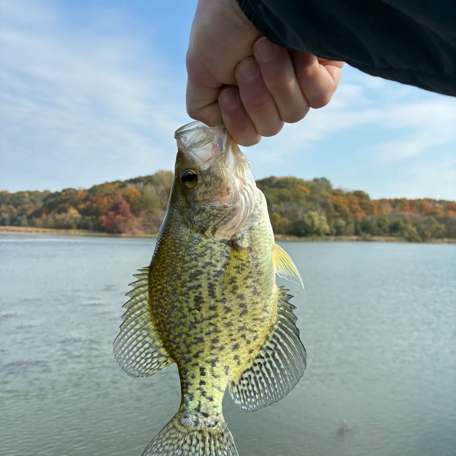 Black crappie caught on Fishbrain