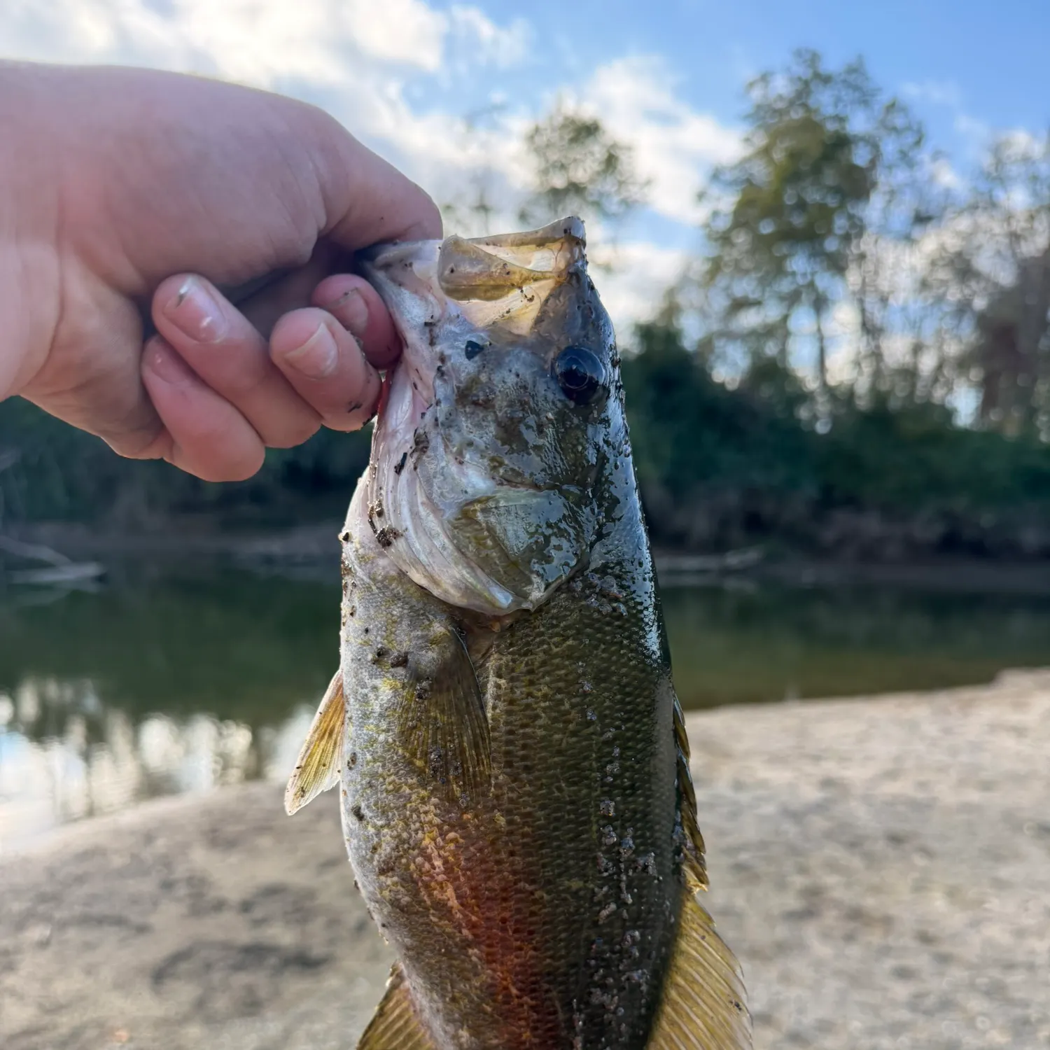 Smallmouth bass caught on Fishbrain
