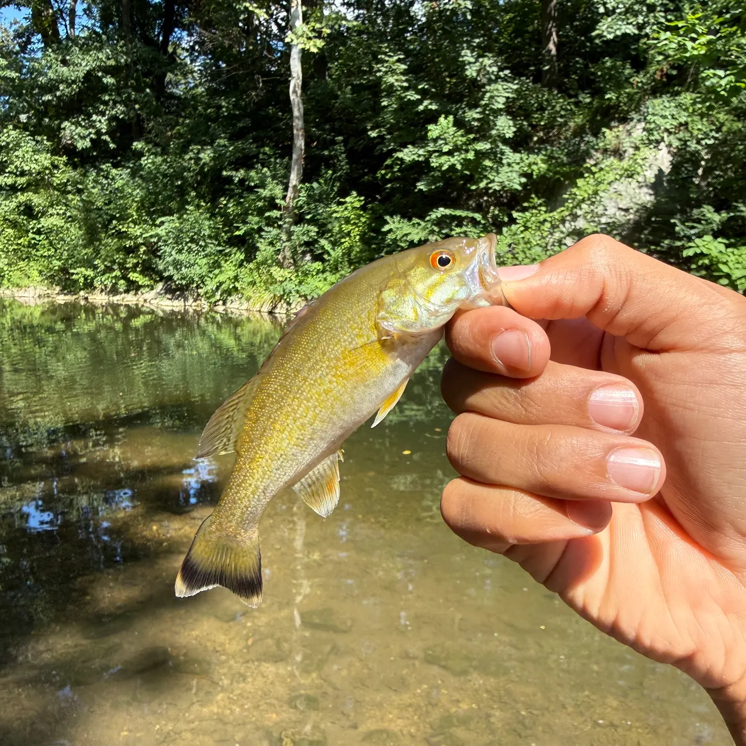 Smallmouth bass caught on Fishbrain